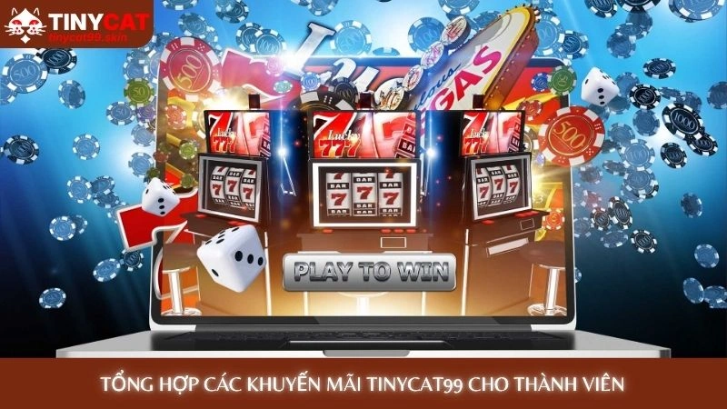 Tổng hợp các khuyến mãi Tinycat99 cho thành viên