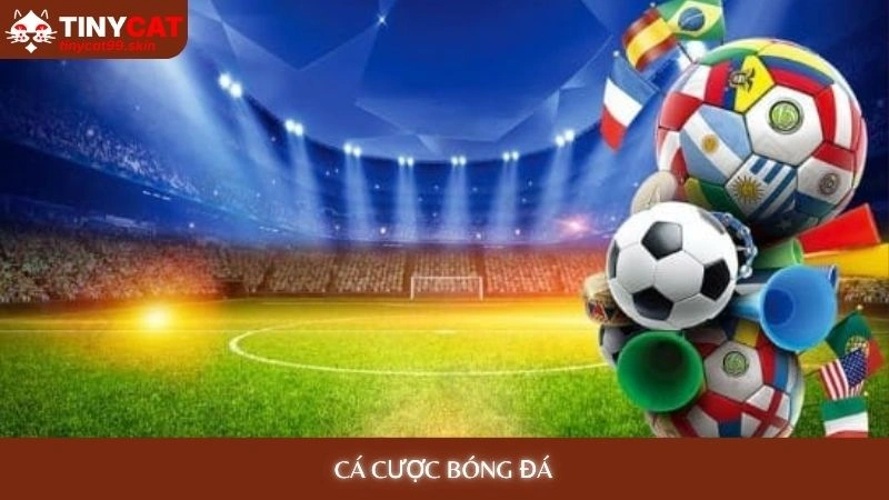 Cá cược bóng đá - Mẹo cược từ chuyên gia, tăng 80% tỷ lệ thắng 1 Cá cược bóng đá Tinycat99