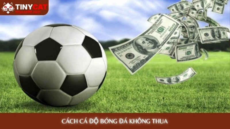 Cách cá độ bóng đá không thua: 7 bí mật từ cao thủ Tinycat99 1 Cách cá độ bóng đá không thua