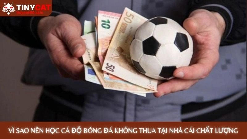 Cách cá độ bóng đá không thua: 7 bí mật từ cao thủ Tinycat99 2 Vì sao nên học cách cá độ bóng đá không thua tại nhà cái chất lượng