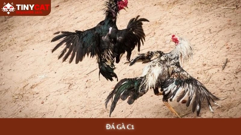 Đá gà C1 Tinycat99 - Tổng hợp những trận derby kinh điển nhất 1 Đá gà C1 tinycat99