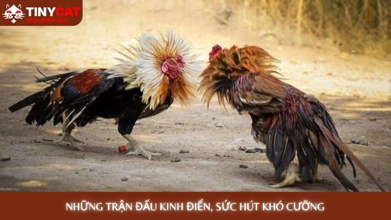 Đá gà C1 Tinycat99 - Tổng hợp những trận derby kinh điển nhất 3 Những trận đấu kinh điển, sức hút khó cưỡng