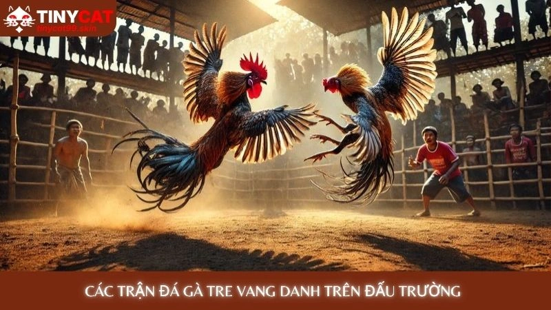 Đá gà C1 Tinycat99 - Tổng hợp những trận derby kinh điển nhất 4 Các trận đá gà tre vang danh trên đấu trường