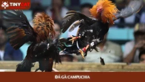 Đá gà Campuchia tinycat99