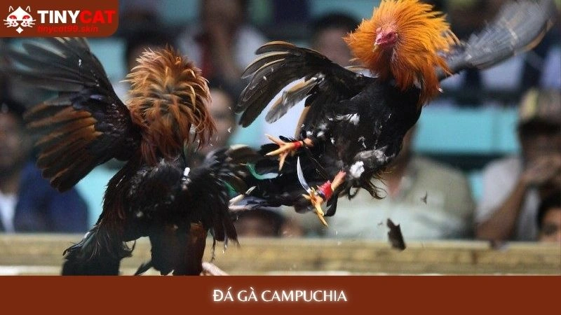 Đá gà Campuchia tinycat99