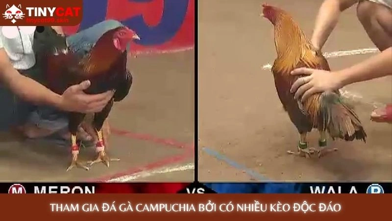 Tham gia đá gà Campuchia bởi có nhiều kèo độc đáo