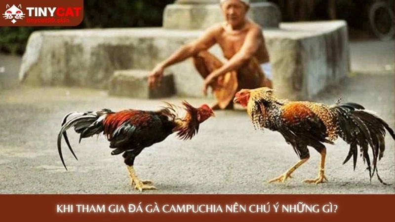 Khi tham gia đá gà Campuchia nên chú ý những gì?