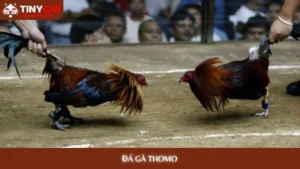 Đá gà Thomo tinycat99