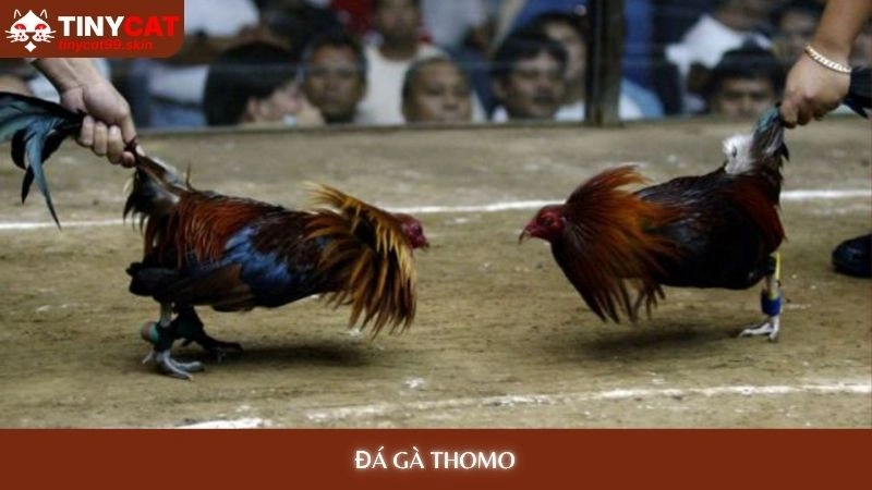 Đá gà Thomo tinycat99