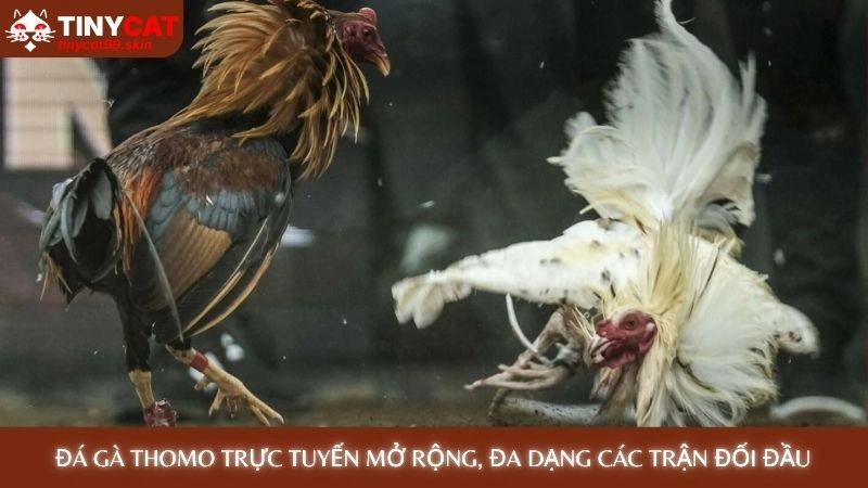Đá gà Thomo trực tuyến mở rộng, đa dạng các trận đối đầu