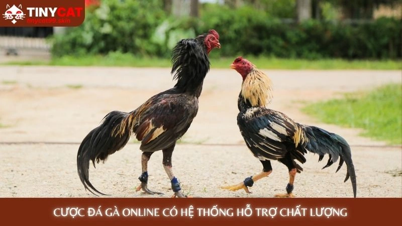 Cược đá gà online có hệ thống hỗ trợ chất lượng