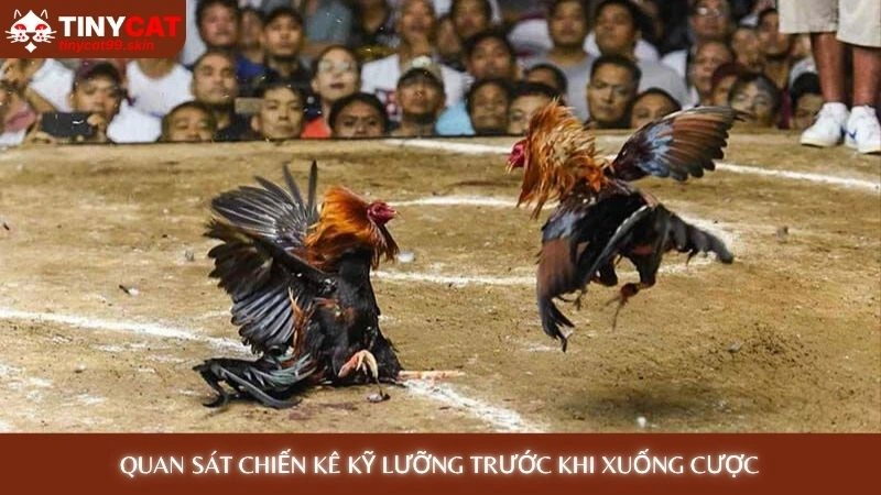 Quan sát chiến kê kỹ lưỡng trước khi xuống cược