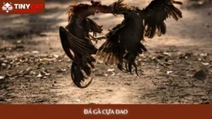 Đá gà cựa dao tinycat99