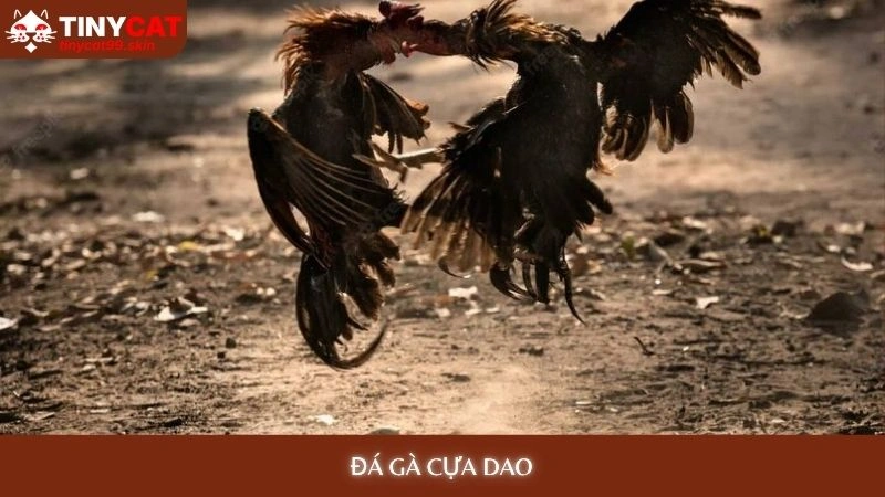 Đá gà cựa dao tinycat99