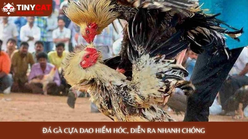 Đá gà cựa dao hiểm hóc, diễn ra nhanh chóng