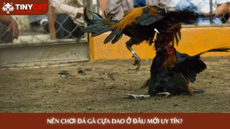 Nên chơi đá gà cựa dao ở đâu mới uy tín?