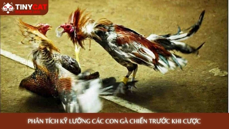 Phân tích kỹ lưỡng các con gà chiến trước khi cược