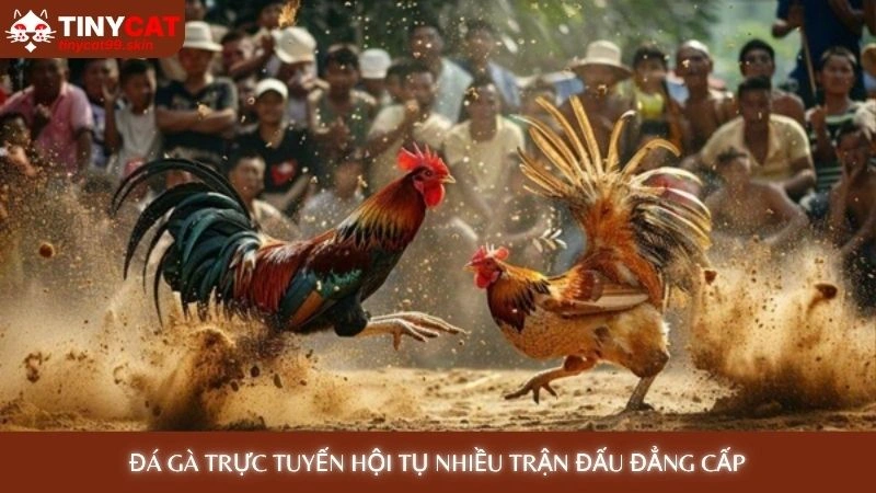 Đá gà trực tuyến hội tụ nhiều trận đấu đẳng cấp