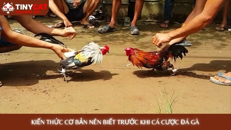 Kiến thức cơ bản nên biết trước khi cá cược đá gà