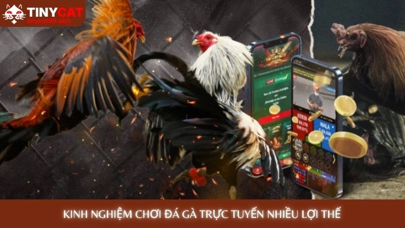 Kinh nghiệm chơi đá gà trực tuyến nhiều lợi thế