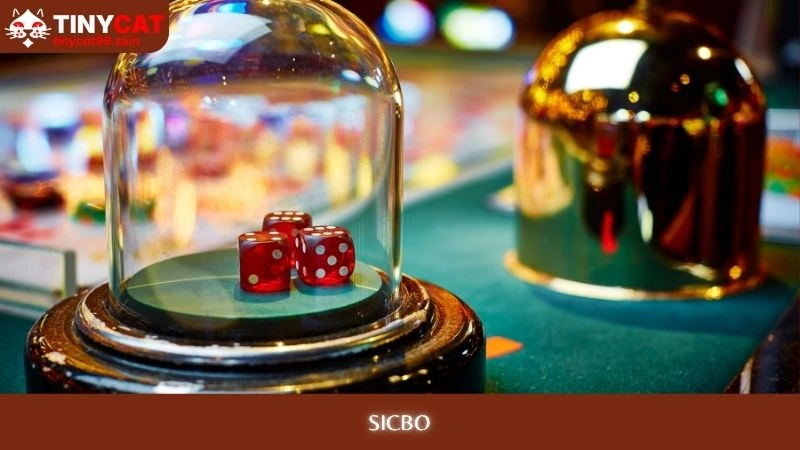 Sicbo tinycat99
